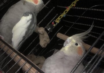 Male and Female Cockatiel pair