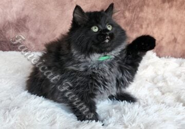 TICA Pure-Bred Fluffy Black Solid Ragdoll Kittens