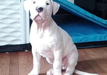 Xena Champion Pedigree Dogo Argentino puppy