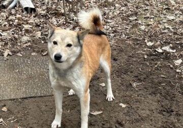 AKK – Shiba Inu female dog Looking for loving home