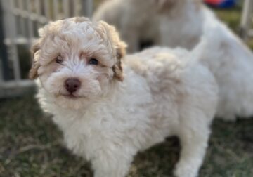 Ollie – male mini newfypoo puppy – ready to go!