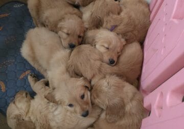 AKC Registerable golden retriever puppies