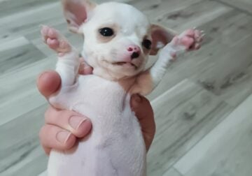 Male Chihuahua puppy for sale