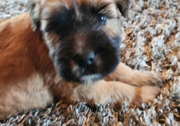 Wheaten puppies for sale