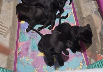 10 puppies looking for there forever homes