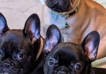 Frenchies looking for furever home