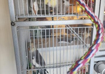 2 Cockatiels With Full Set Up, Perch, and Food
