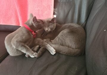 Bonded pair of cats need a new home