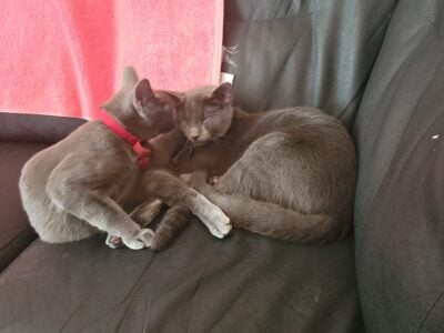 Bonded pair of cats need a new home