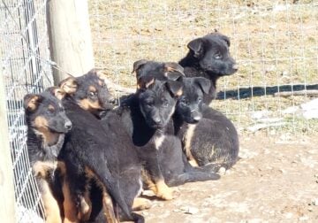 German Sheppard puppies for sale