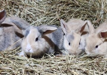 Holland lop bunnies, females torts available