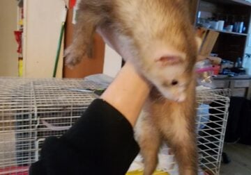 Male Ferret For Rehoming