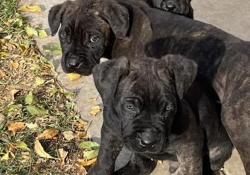 Cane Corso’s for sell