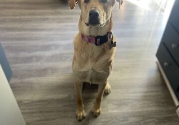 Lab Sheppard looking for a home