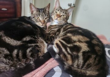 Need to rehome 2 cats (sisters)