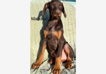 Maddox Handsome Red Male Doberman Puppy