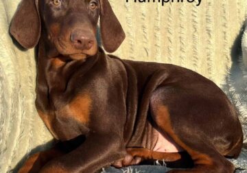 Humphrey Handsome Red Male Doberman Puppy