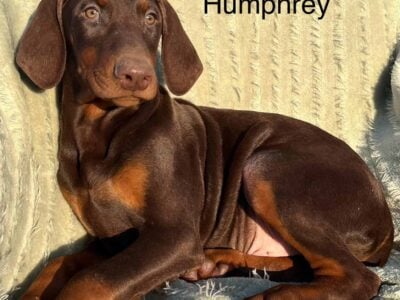 Humphrey Handsome Red Male Doberman Puppy