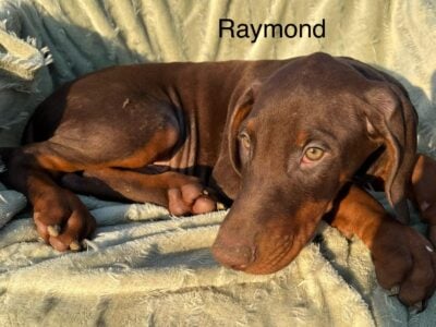 Raymond Stunning Red Male Doberman Puppy