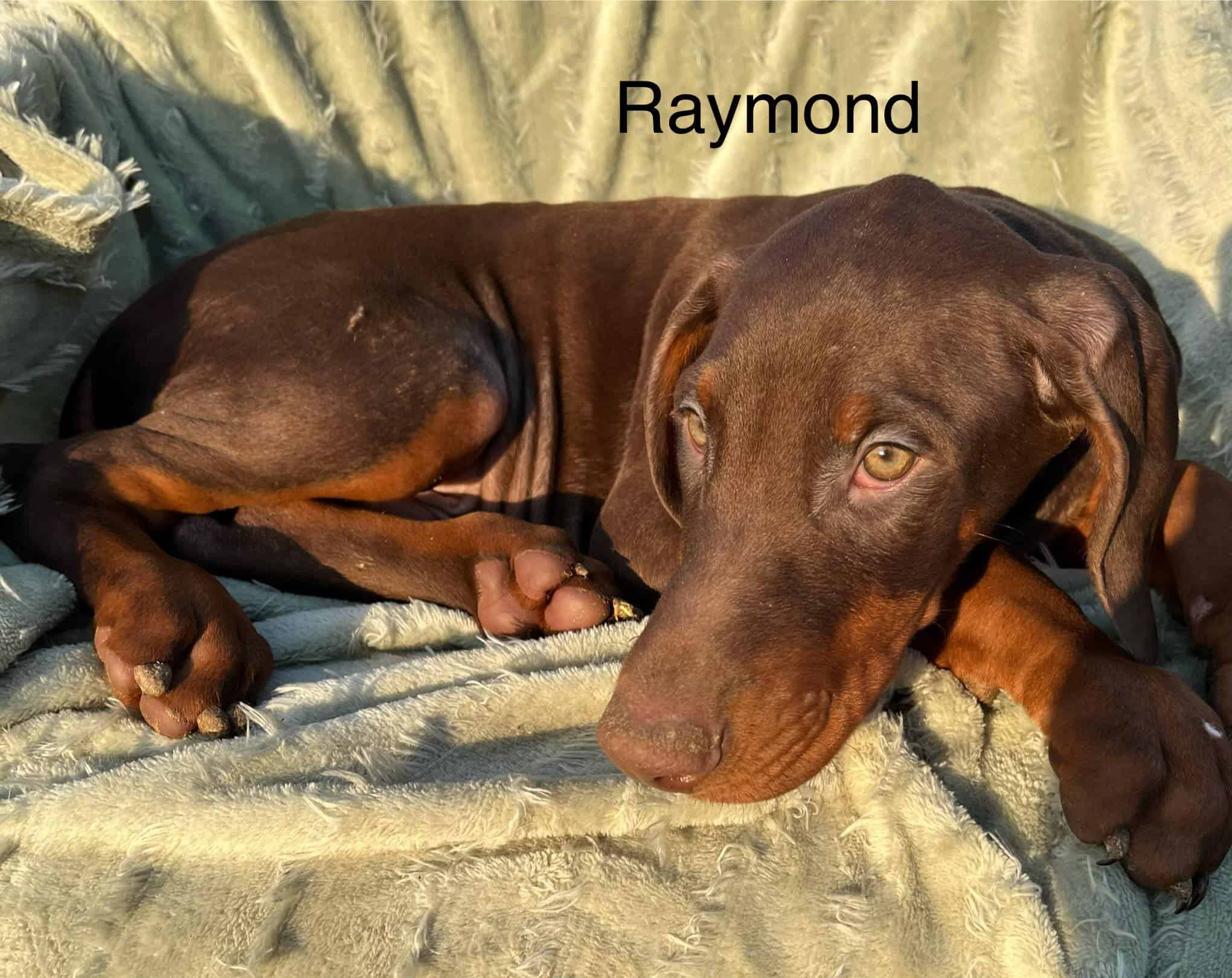 Raymond Stunning Red Male Doberman Puppy