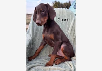 Chase Handsome Red Male Doberman Puppy