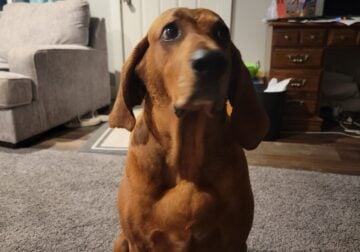 6 year old redbone hound