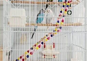 4 parakeets birds male and female