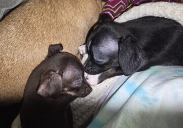 Chihuahua, Teacups, only 2 left, female