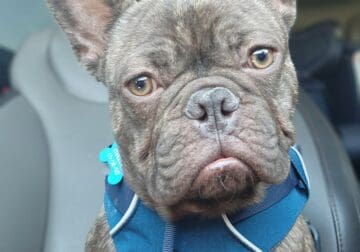 Chocolate – 1 year old Frenchie