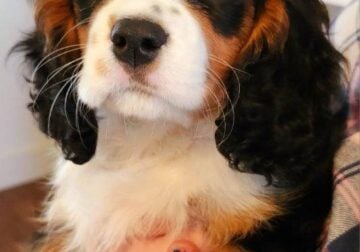 Gregory – Cavalier King Charles Spaniel puppy