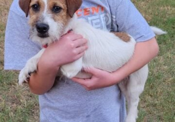 Jack Russell Terrier – Male