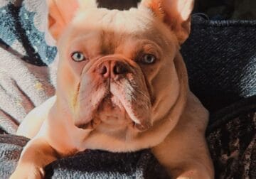 FESTER the Frenchie