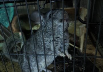Fancy chinchillas toddler/teenagers