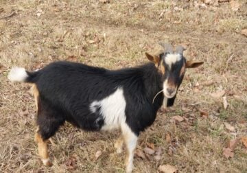 Dougie the Goat