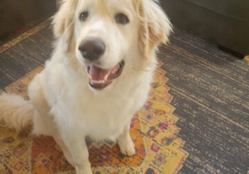 Great pyrenees mix