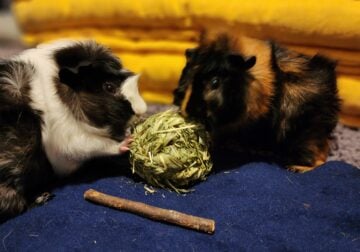 Rehome guinea pigs to good home