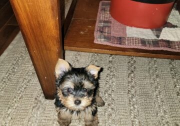 Yorkie babies first shot and wormed tail doc ckc