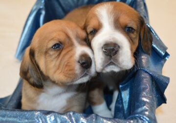 Pure Bred Beagle Puppies