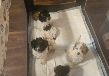 Mini Poodle puppies for sale