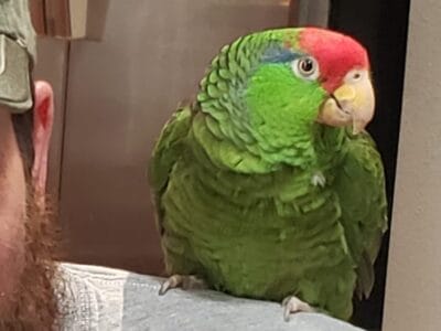 Friendly Red-headed Amazon Parrot “Bo” 🦜