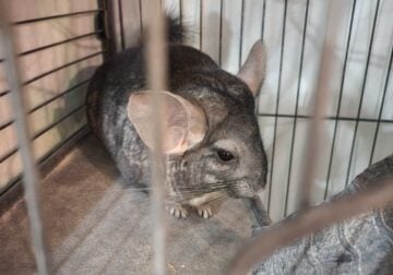 2 Chinchillas For Sale With Supplies