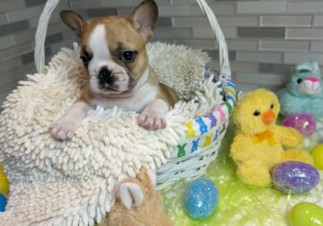 Female Fawn Frenchie