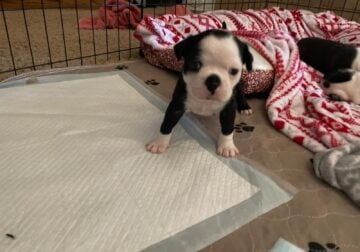 Boston terrier puppies ready for new homes. Asking