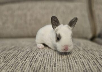 New born domestic breed bunny