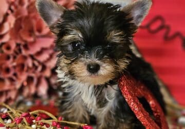 Akc Yorkshire Terriers
