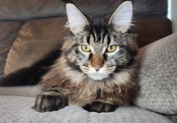 Brown tabby Maine Coon female