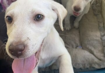 Labrador retriever puppies on sale now