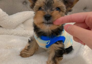 Adorable yorkie male 💙