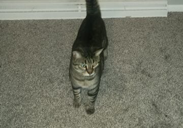 2 year old spayed female