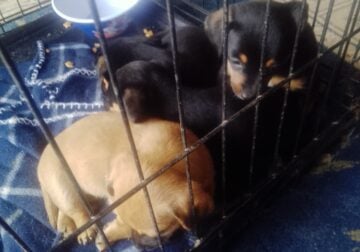 Cutie puppies black and brown